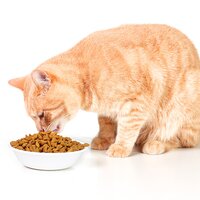 Dry Cat Food