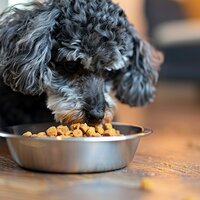 Dry Dog Food