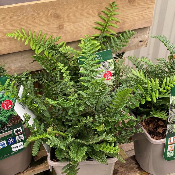 Dryopteris affinis