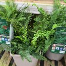Dryopteris affinis 'Cristata'