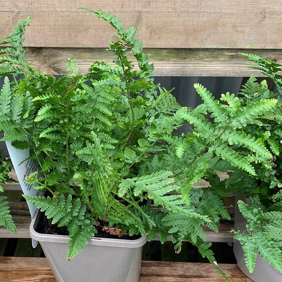 Dryopteris filix-mas