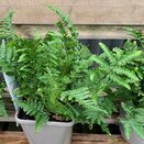 Dryopteris filix-mas