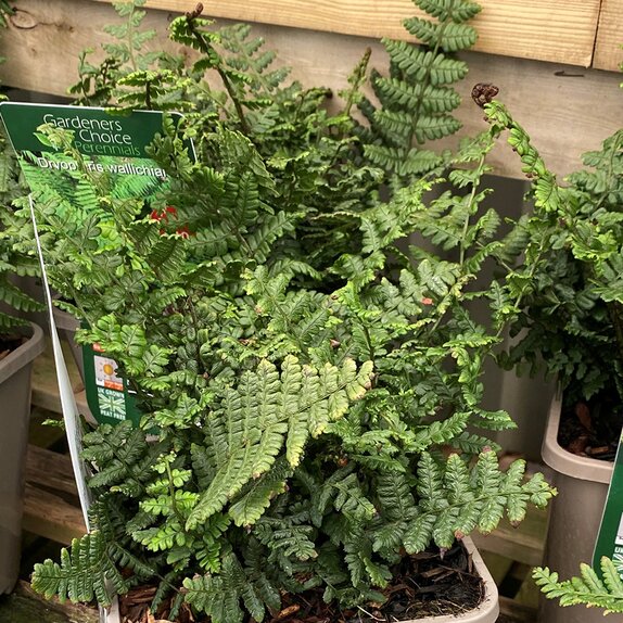 Dryopteris wallichiana