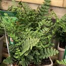 Dryopteris wallichiana