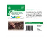 Dwarf French Bean Seeds Mascotte - image 2