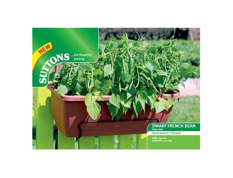 Dwarf French Bean Seeds Mascotte - image 1
