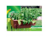 Dwarf French Bean Seeds Mascotte - image 1
