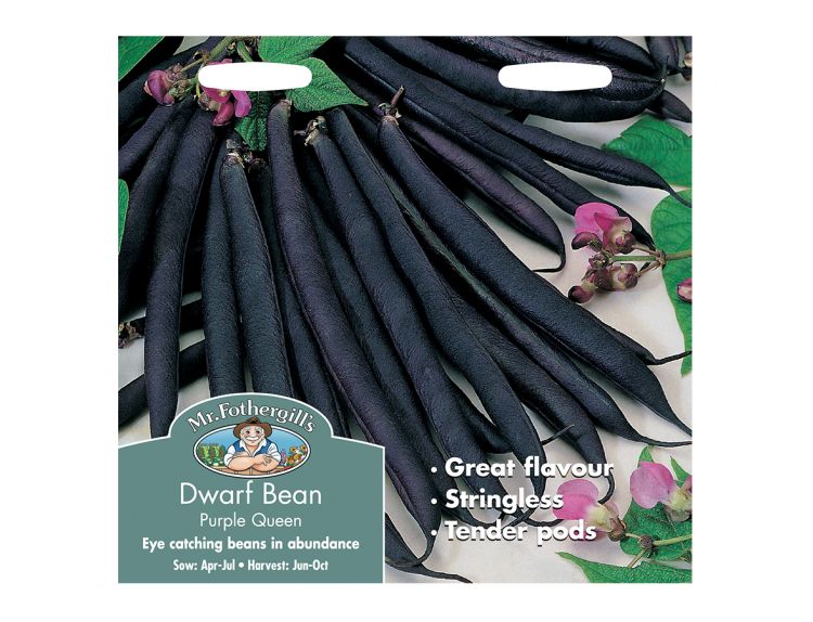 Dwarf French Bean Seeds Purple Queen - image 1