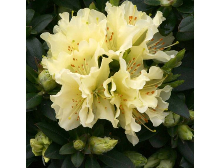 Dwarf Rhododendron Patty Bee