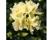 Dwarf Rhododendron Patty Bee