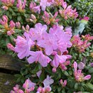 Dwarf Rhododendron Snipe