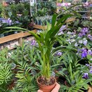 Dypsis lutescens 'Areca'