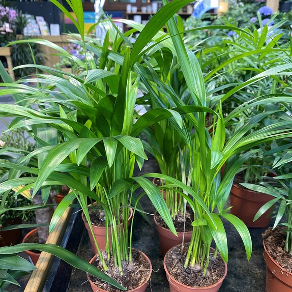 Dypsis lutescens (Areca)