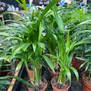 Dypsis lutescens (Areca)
