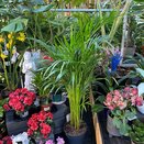 Dypsis lutescens (Areca)