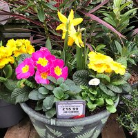 Early Spring Containers & Baskets