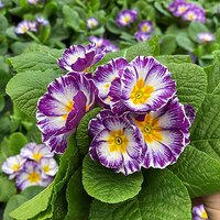 Early Spring Pot Bedding