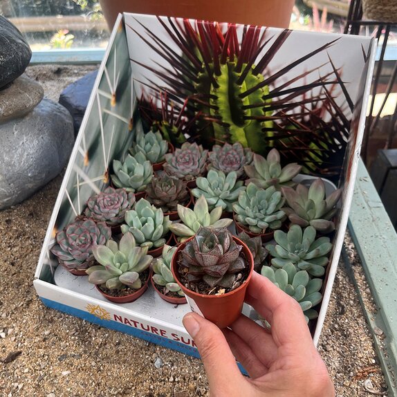 Echeveria mixed
