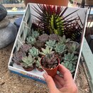 Echeveria mixed