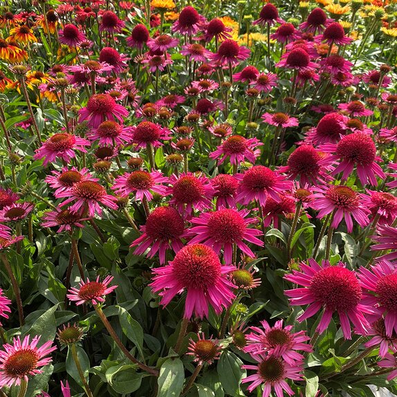 Echinacea Delicious Candy