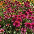 Echinacea Delicious Candy