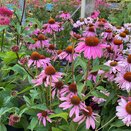 Echinacea Mooodz Courage