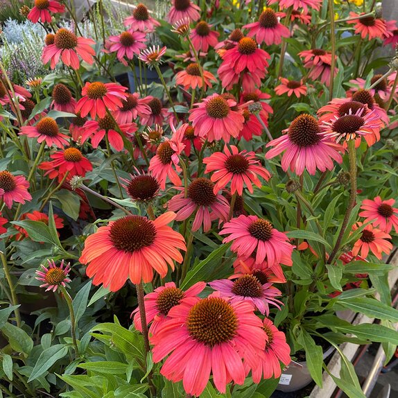 Echinacea Mooodz Devotion