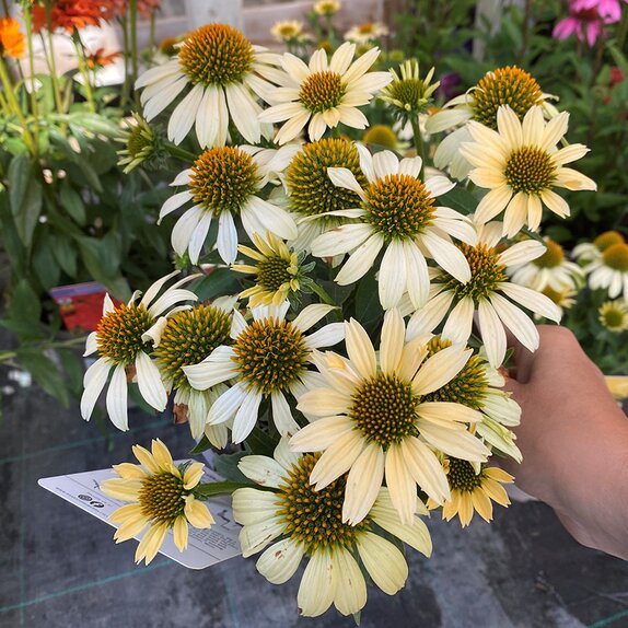Echinacea Mooodz Peace - image 1