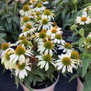 Echinacea Mooodz Peace - image 2