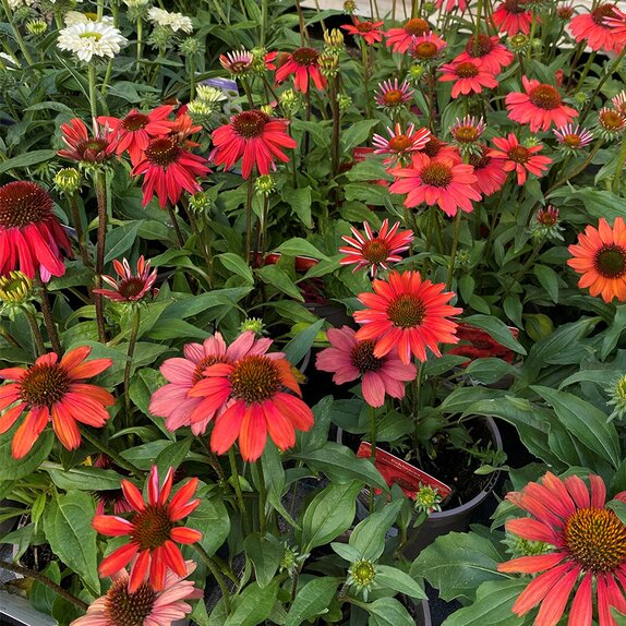 Echinacea Mooodz Powerful - image 1