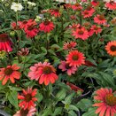 Echinacea Mooodz Powerful - image 1