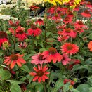 Echinacea Mooodz Powerful - image 2
