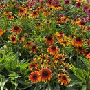 Echinacea Parrot