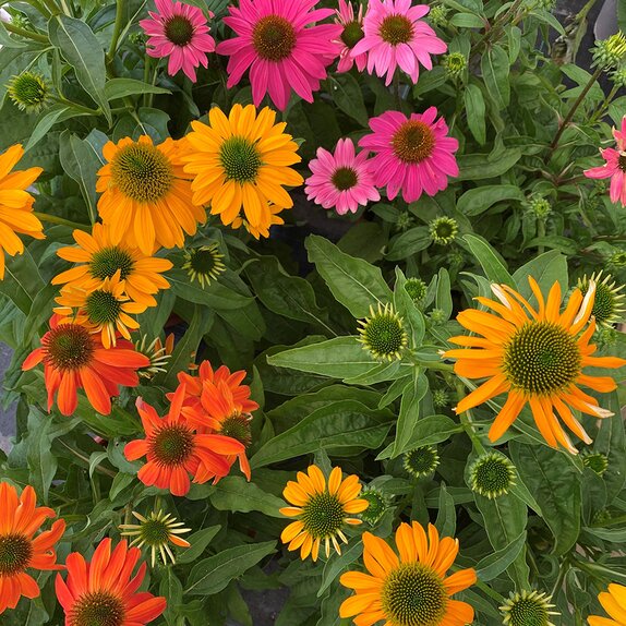 Echinacea Patio Tub Mixed Colours - image 1