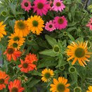Echinacea Patio Tub Mixed Colours - image 1