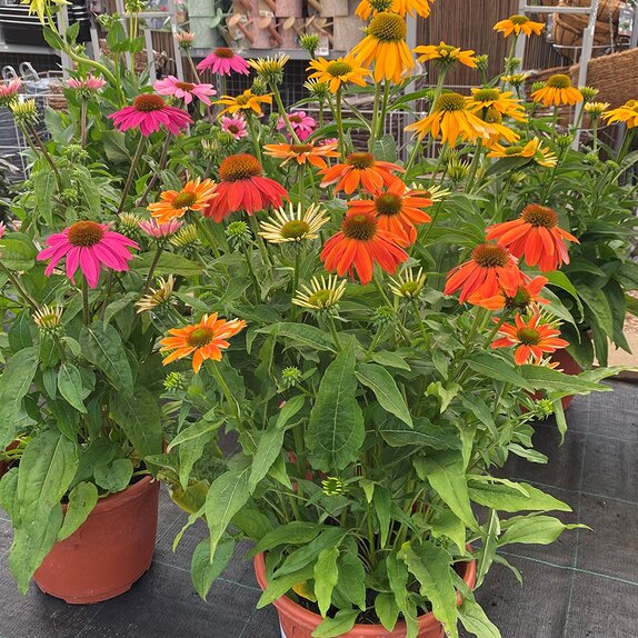 Echinacea Patio Tub Mixed Colours - image 2