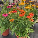 Echinacea Patio Tub Mixed Colours - image 2