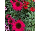 Echinacea Sensation Pink - image 2