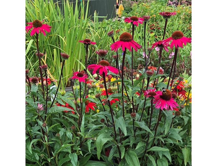 Echinacea Sensation Pink - image 1