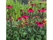 Echinacea Sensation Pink - image 1