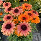 Echinacea Sunseeker Mineola - image 1
