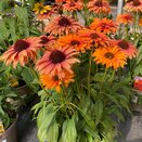 Echinacea Sunseeker Mineola - image 2