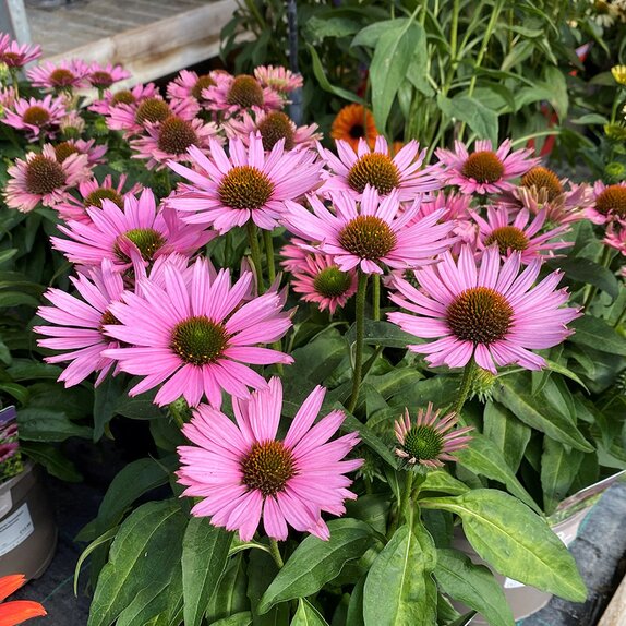 Echinacea Sunseekers Bubblelicious