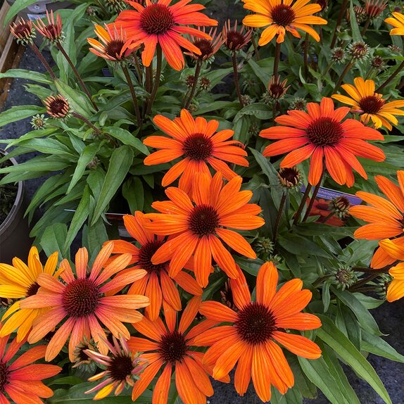 Echinacea Sunseekers Clementine - image 2