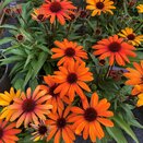 Echinacea Sunseekers Clementine - image 2