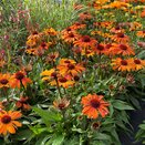 Echinacea Sunseekers Clementine - image 1