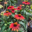 Echinacea Sunseekers Coral
