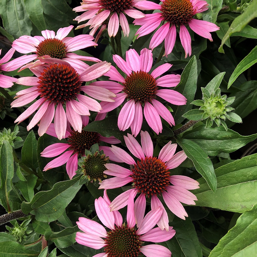 Echinacea Sunseekers Light Pink Knights Garden Centres