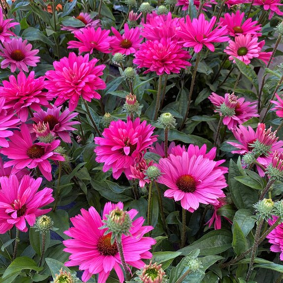 Echinacea Sunseekers Magenta - image 1