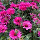 Echinacea Sunseekers Magenta - image 1